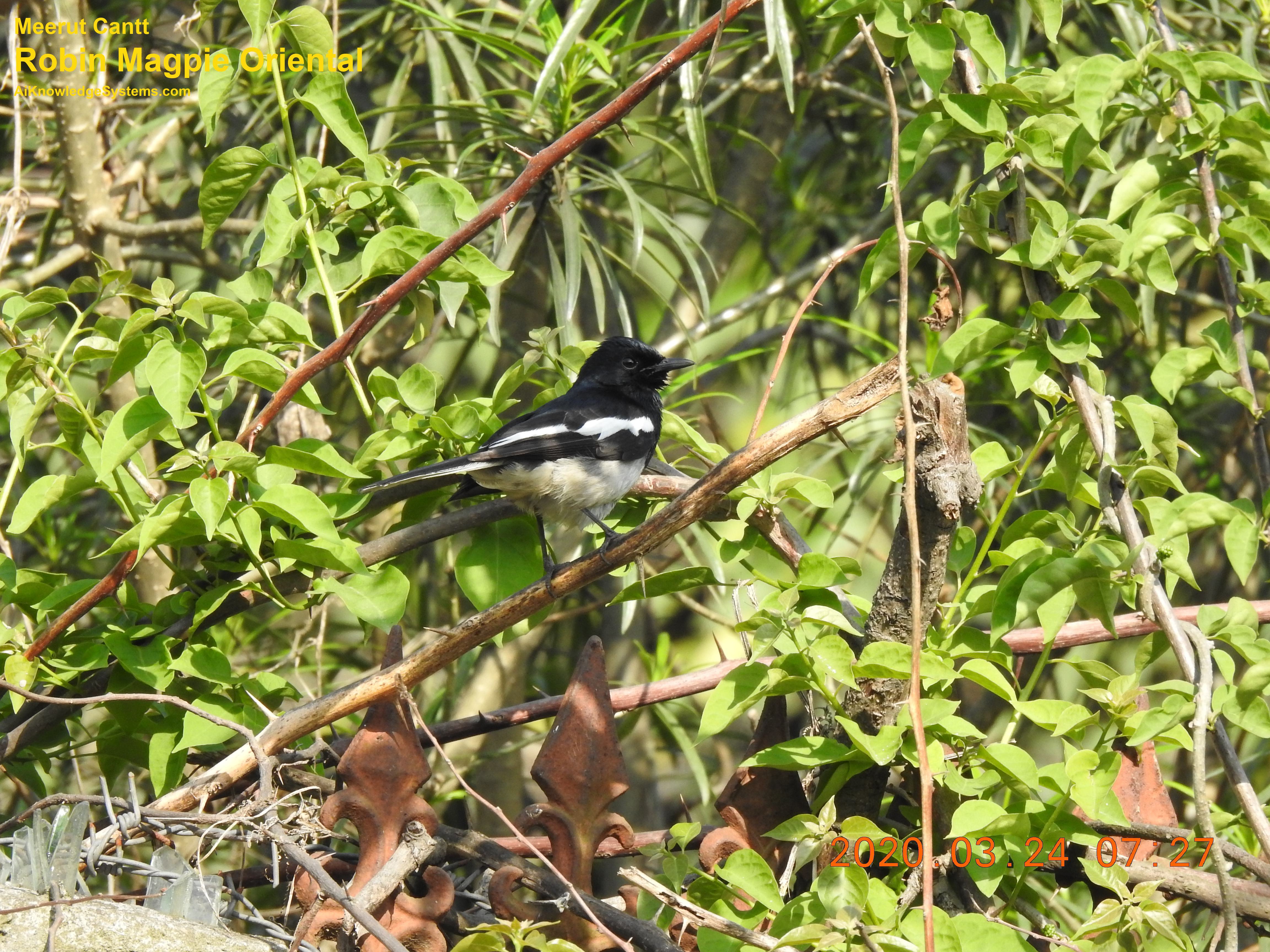 Magpie Robin (118) Coming Soon